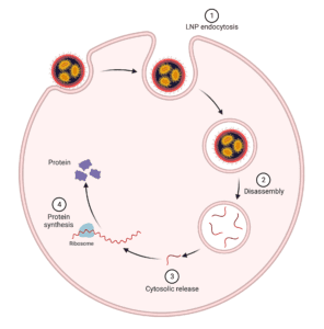 Delivery of mRNA using Lipid Nanoparticles (LNPs)