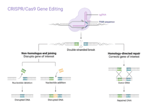 CRISPR DSB and the methods of healing (NHEJ and HDR).