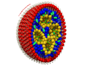 Lipid Nanoparticles structure and RNA encapsulation